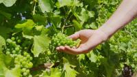 ADAMA Launches Botanical Fungicide Actavan in Australia and New Zealand