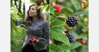 "The focus is on regenerative agriculture, applied research and varietal development."