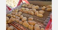 The current state of the European industrial potato market and its future outlook