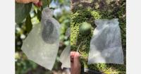 El Niño is making Guatemala's Hass avocados smaller