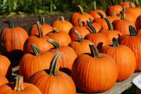 Thieves strip 95% of Illinois farm’s pumpkin crop