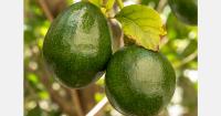 Mexico bans exports of avocados grown in orchards located in deforested areas