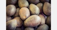 Mexico now requires a CLA labor certificate for avocado exports