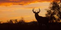 South Dakota drivers urged to watch for deer as migration, mating season begin