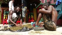 Jamaica’s Cannabis Reform Opens a New Path for Small Growers