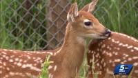 New rules introduced as Oklahoma deer hunting season gets underway