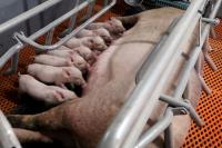 Chinese Pig Farmers Report Suspected Swine Fever Outbreaks as Prices Fall