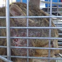 Minister halts feral cat cull to defer NCA bill