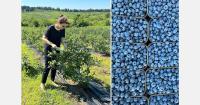 Focus on premium genetics will determine Georgia's future position in international blueberry market