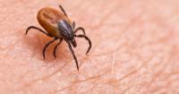 Disease-carrying ticks surviving into adulthood in UK due to heatwaves