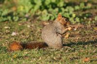North Little Rock squirrel attack sends bloodied grandmother and mom to the ER