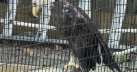 Give-back night set at Celtic Ray for Peace River Wildlife Center
