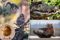 California squirrel’s flying attack is finalist in national wildlife photo competition
