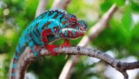 Panther chameleons have tiny crystals in their skin that help them rapidly change their body colors