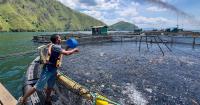 Where your beans go: Why U.S. soy is ideal for global aquaculture