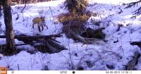 Alaska Science Forum time capsule: The secret life of a red fox family