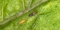 Texas A&M AgriLife releases guidance on short-spined thrips