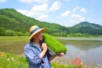 Japan's bid to lower rice prices backfires as glut pushes more farmers to the brink