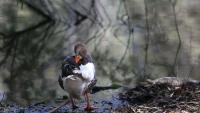 Second Bird Reported With H5N1 at Nicosia's Athalassa Park as Cyprus Expert Calls Human Risk Very Limited