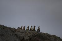 Peru's Desert Penguins Face Collapse as NOAA Gives a Historic El Niño 75 Percent Odds