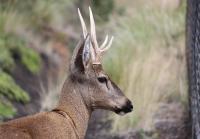 Argentinian scientists have decoded the DNA of the huemul, opening a new era for the conservation of the species