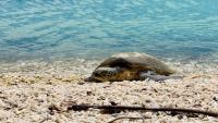 Satellite-Tagged Green Sea Turtles Stayed Inside the Galápagos Marine Reserve, Surprising Researchers