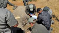 Saving wildlife treasures, with innovation and human skills