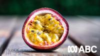 Gardening talkback: Everything you need to know about passionfruit