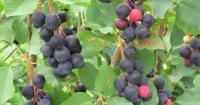 Juneberry Grower Aims to Bring Varieties to Farmers in the Northeast