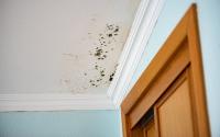 What Should Property Managers Do When a Tenant Reports Mold?