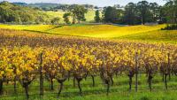 Australian Vintage to sell Nepenthe cellar door, vineyard