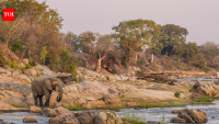 African Parks spent 20 years testing conservation in Malawi; its new model now covers 1.37 million hectares across three African parks