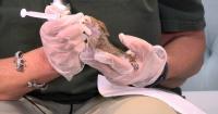 We Learn How The Delaware Council of Wildlife Rehabilitators Helps Give Wildlife a Second Chance