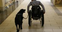Op-ed: The ADA Is a civil-rights law, not a free pass for pets