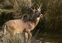 Old-School Tactics for Hunting Bucks Around Streams and Swamps