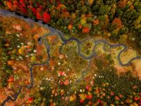 Leaves are changing in West Virginia, tourism officials highlight peak places to visit