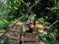 How Armenia is reacting to export restrictions on Russia: farmers’ views and official statistics