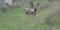 Fall Brings Changes in Wildlife Behavior Across the Black Hills