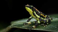 Endangered harlequin frogs may have found refuge in Panama from a deadly fungus
