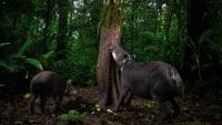 Deep in the Costa Rican rainforest, an adult tapir teaches a youngster to survive in the most fragile of ecosystems. Here's how this prize-winning photography captured the scene so beautifully