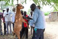 Keiyo elders call off circumcision rites this year and predict peace as Kenya nears elections