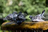 Bulgaria Marks European Birdwatch Days