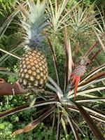 Tropical Gardening: HILA helps to add food and vitamins to your garden