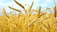 Jordan’s Food Security: From Stocks to Production