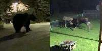 Anchorage residents report a week of wild encounters with wildlife