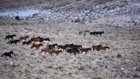 Utah Bureau of Land Management works to protect wild horses from overpopulation