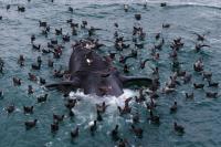 Baby whales in Argentina wash up dead, scientists seek answers