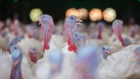 Third outbreak of Newcastle disease found on Brazilian poultry farm