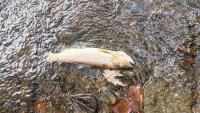Nearly 11,000 fish die downstream from embattled Maryland dairy farm