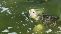 If You Live In Los Angeles, You Can See Wild Green Sea Turtles In This Concrete River